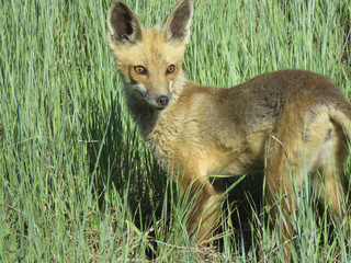 portrait of red fox
