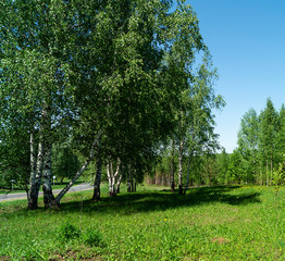 Birch wood at spring length of time at solar day