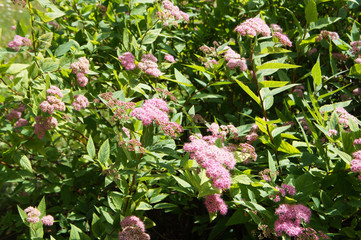 Spiraea japonica green shrub with pink flowers