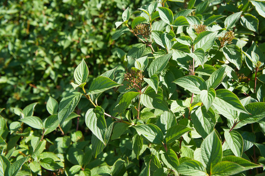 Swida alba cornus alba green shrub