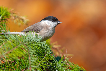 Marsh tit, perching on a twig