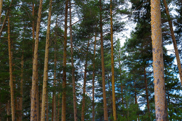 Fototapeta premium pine forest