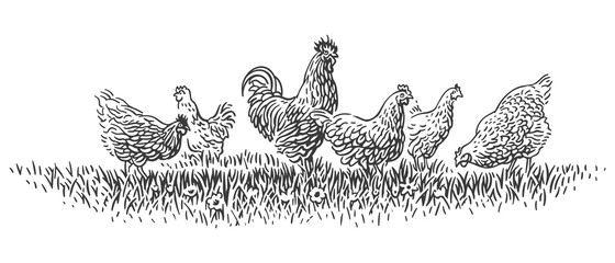 Fototapeta na wymiar Rooster and hens on grass illustration. Vector. 