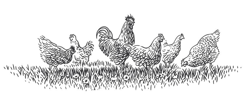 Rooster and hens on grass illustration. Vector. 
