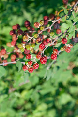 Blackberries on the bush. Fresh organic Black raspberry (Rubus occidentalis) of berries ripening...