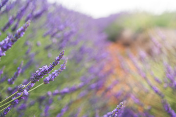 Fototapeta na wymiar close up of lavender field blooming