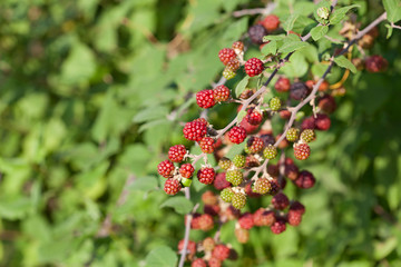 Blackberries on the bush. Fresh organic Black raspberry (Rubus occidentalis) of berries ripening closeup, grows in the garden, green unripe and ripe healthy berries, background. 