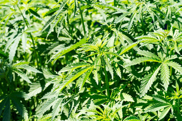 Herb medical marijuana grows in nature. Cannabis close up with green leaves. Growing hemp under the sun.