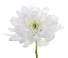white chrysanthemum flower isolated on white background - 277221872