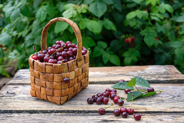 freshly picked ripe cherries in a beautiful vintage birch bark basket on a wooden table made of old...