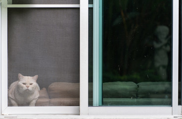 Cat sitting on a windows
