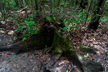 Moss on the dead tree
