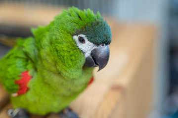 close up green Hahn macaw red shoulder