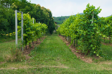 Fototapeta na wymiar Prosecco hills, view of some vineyards from Valdobbiadene, Italy