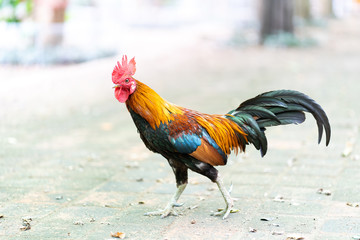 Colorful rooster walking with blur background © littlestocker