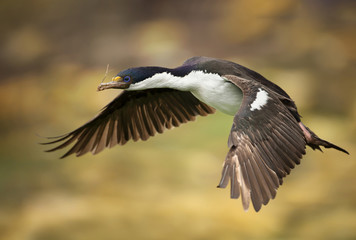 Close-up of an Imperial shag in flight