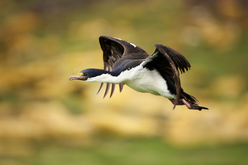 Close-up of an Imperial shag in flight