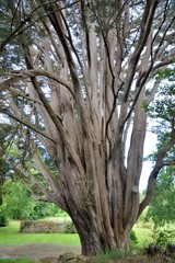 Obraz premium Joli arbre dans la nature