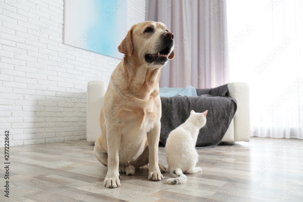 Wall mural Adorable dog and cat together on floor indoors. Friends forever