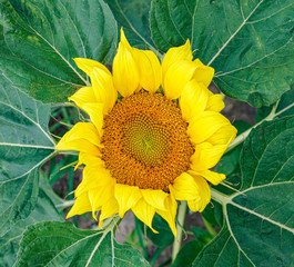 Naklejka premium closeup of fresh sun flower