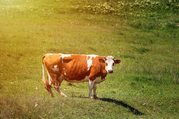 Fototapeta na wymiar Heifer grazing in a green pasture on a beautiful sunny day