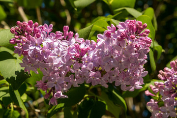 Lush pink lilac flowers in the city at the end of may.