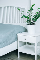 House plant green ficus in white pot on bedside near the bed. White bedroom scandinavian interior