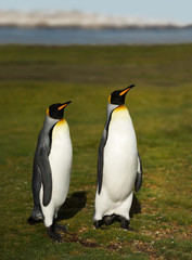 Fototapeta na wymiar Close up of King penguins in Falkland Islands
