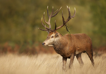 Naklejka na ściany i meble Red deer stag during rutting season in autumn with grass on antlers