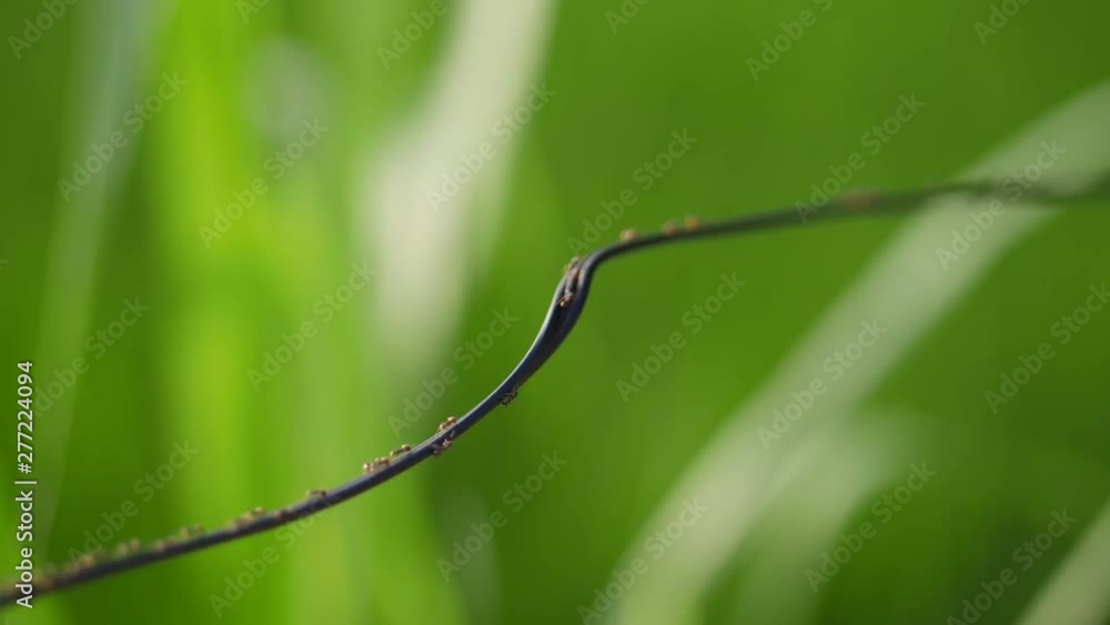 Poster A thin wire covered with ants moving in both directions. Colony of ants using a narrow cable as a path. Close up view of black ants going about their business. Bokeh background of tropical greenery.