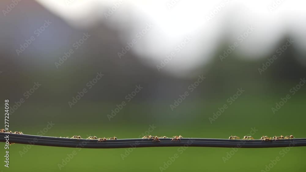 Poster Tiny ants walking along a wire over a field of green. Close up view of hundreds of ants using a narrow cable as a highway over a field of rice. Tiny creatures of nature going about their business.