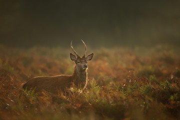 Young red deer stag during rutting season on a misty morning