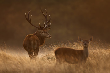 Red deer stag with a hind in during rutting season