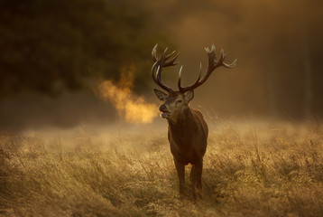 Red Deer stag during rutting season with breath condensing at dawn