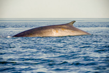 Fin whale jumping out of ocean