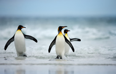 Naklejka na ściany i meble Three King penguins returning from sea to a coastal area