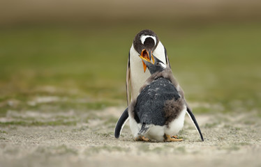 Gentoo penguin feeding a molting chick with regurgitated food
