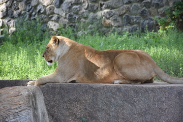 Lion male sleeping in the green grass.