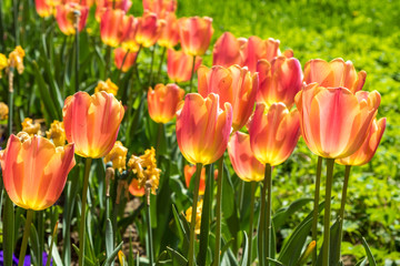 Obraz premium In spring, tulips grew and blossomed in parks and flower beds.