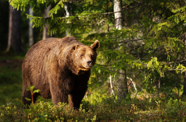 Close-up of European brown bear with one ear in boreal forest