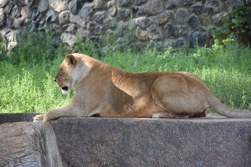 Fototapeta premium Lion male sleeping in the green grass.