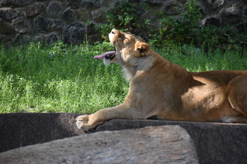 Lion male sleeping in the green grass.