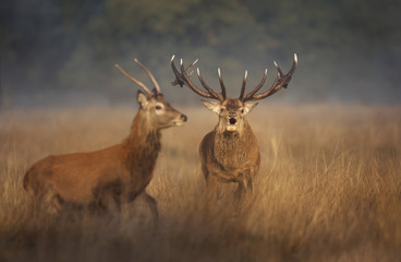 Red deer stag chasing a young buck away during rutting season in autumn