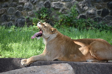 Naklejka na ściany i meble Lion male sleeping in the green grass.