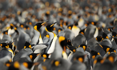 King penguins making way through a group of penguins at Volunteer point, Falkland Islands.