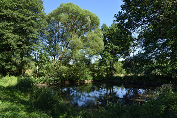 Fototapeta na wymiar pond with trees