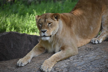 Obraz premium Lion male sleeping in the green grass.