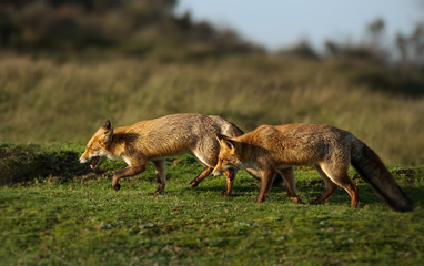 Red foxes chasing each other in the field
