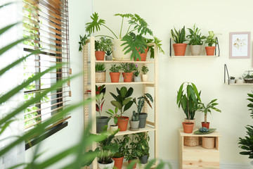 Stylish room interior with different home plants