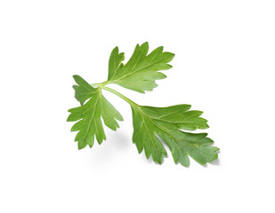 Fresh green organic parsley on white background